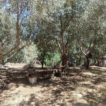 Civetta Solanas